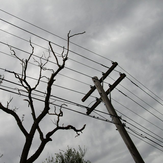 Ein düsterer Himmel mit grauen Wolken ist zu sehen, unter dem sich ein vertrockneter Baum mit knorrigen Zweigen erhebt. Über dem Baum verlaufen mehrere Stromleitungen, während ein Strommast rechts im Bild steht. Im Vordergrund sind einige grüne Sträucher sichtbar.